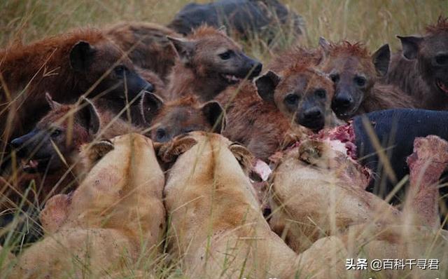 东非猎犬打猎视频:你见过最惨烈的狩猎野猪吗？