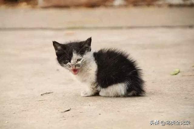 流浪猫救主人:流浪猫在门外，不肯离开，怎么办？