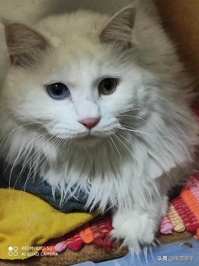伯纳天纯和发育宝猫粮哪个好:有哪些好的合适的猫粮品牌，安全和性价比都比较优秀的？