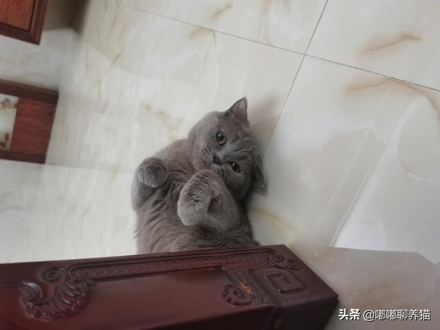 猫咪帮你踩奶是什么意思:英短猫把你当成妈妈有什么表现？