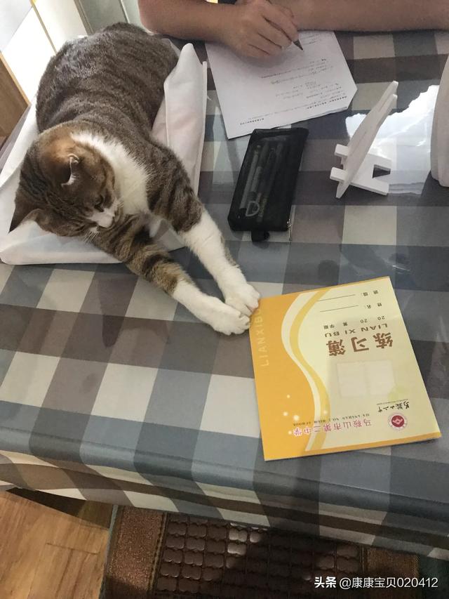 怎么看自己猫咪的品种:如何选择自己的第一只猫？