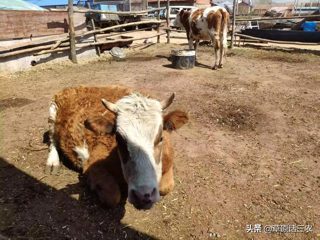 牛反刍:母牛四五天不反刍，打针不好，怎么办？