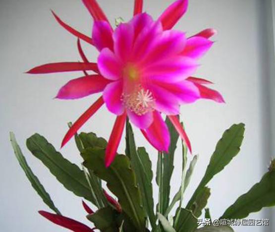 令箭荷花的冬季养护:家里养殖的令箭荷花好几年，就是不开花，这是什么原因导致的？