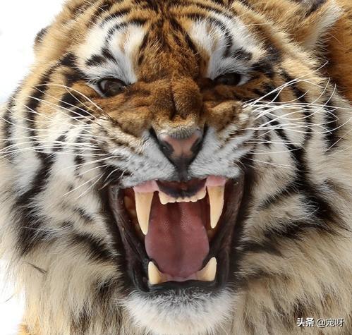 藏獒斗狮子老虎:藏獒和狮子老虎 纯种藏獒与北美灰狼单挑会输吗？它能打赢几头狼？
