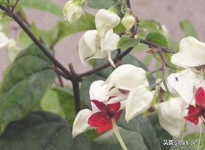 龙吐珠:龙吐珠 鱼 龙吐珠的养殖方法和注意事项？