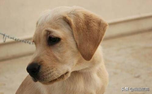 金毛犬怎么训练握手:训练金毛难不难？有什么技巧吗？