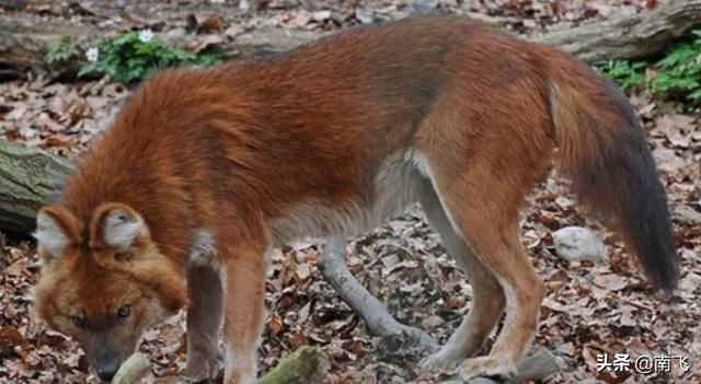 澳洲野犬:如果把中华田园犬放到野外上千年，会不会成功野化？为什么？