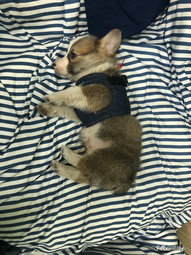 柯基犬幼犬:怎么分辨纯种柯基和串串柯基？