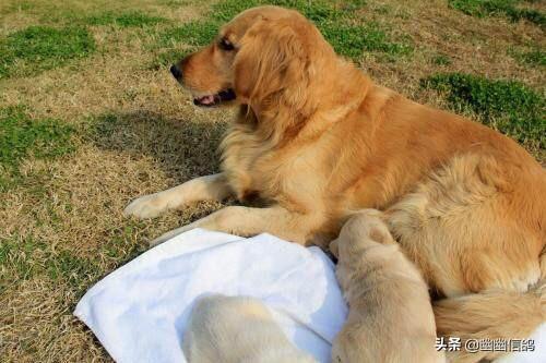 金毛犬怎么训练握手:训练金毛难不难？有什么技巧吗？
