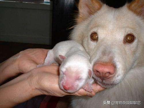 幼犬吃什么好:刚出生的小狗给点什么吃比较好？