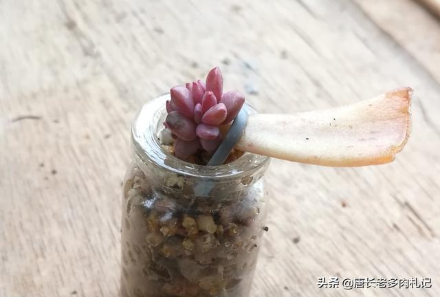 长生草属:无孔的玻璃瓶养多肉是什么原理？