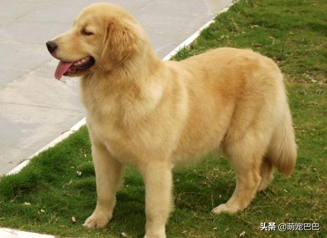 金毛犬的喂养,金毛犬喜欢吃什么不能吃什么？