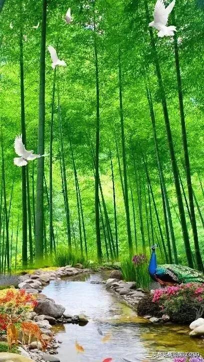 文竹的作用:文竹的作用 净化空气,缓和抑郁 竹子有什么用途?可以做什么？