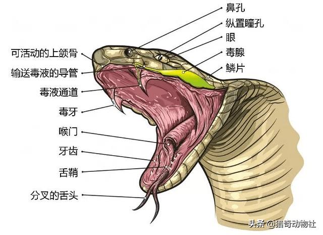 科摩多龙有没有毒:宠物狗大战7斤重五步蛇，不料被咬身亡，人遇到五步蛇怎么办？