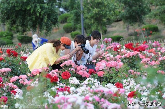 秋天月季花栽培方法如下:想在农村大面积种植月季花，应该怎样建园？种植管理方法有哪些？