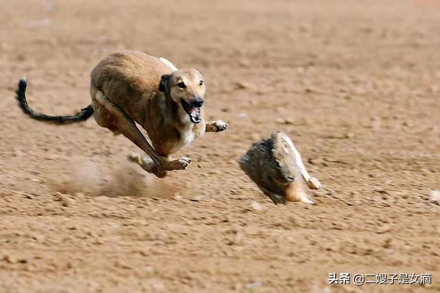 实拍细狗撵兔子:细狗撵兔子视频 细狗跑着跑着死了是什么原因？