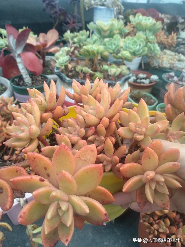 多肉植物栽培:盆栽和多肉要如何养？想自己创业大家有什么建议？