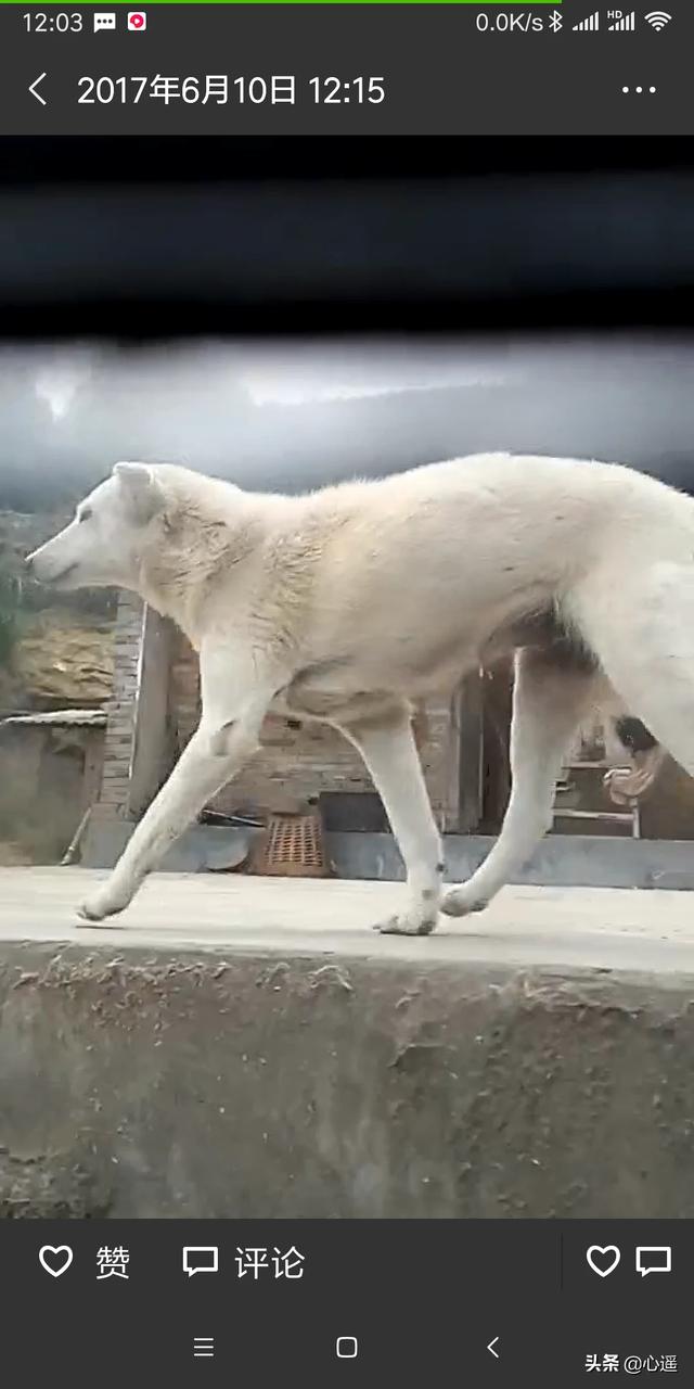 忆宠物摄影:如何用正确的姿势和猫合影，以提升照片的艺术感？ 宠物摄影价格表