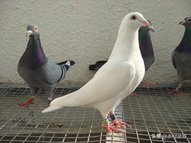鸽子体内钩虫:狗狗体内钩虫图片 鸽子身上的寄生虫如何治？
