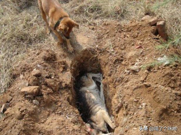 救助犬最后的遗言:为什么有些宠物收容所的宠物不被认领就要被安乐死？