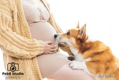 泰州宠物疾病发生调查报告:怀孕期间养狗真的会流产吗？