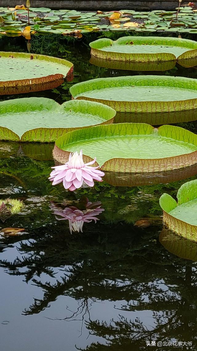 七夕是什么节，七夕是什么时候