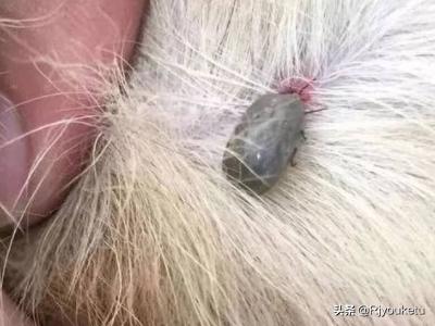 怎样除去狗身上的蜱虫:狗狗长蜱虫怎么办，如何预防蜱虫，蜱虫怎么消灭？