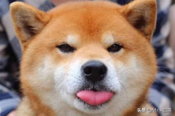 如何训练小柴犬不咬人:有什么办法能使小狗不咬人脚和东西？