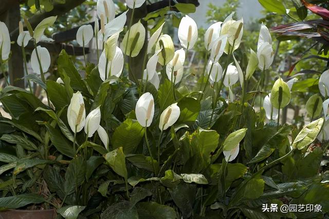 一帆风顺的养殖方法:一帆风顺是一种什么样的植物？