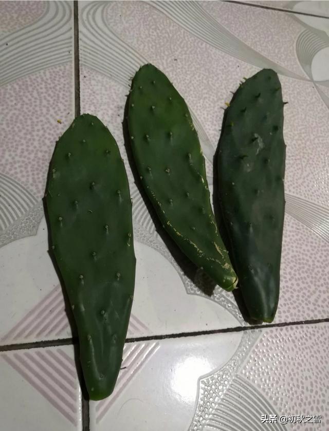 叶仙嫁接令箭荷花方法:秋天无根仙人掌，可以嫁接令箭荷花后再扦插吗？