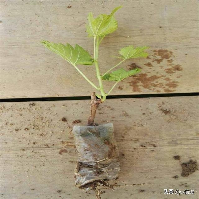 头条问答 葡萄树在幼苗生长期应该是什么肥 W前进的回答 0赞