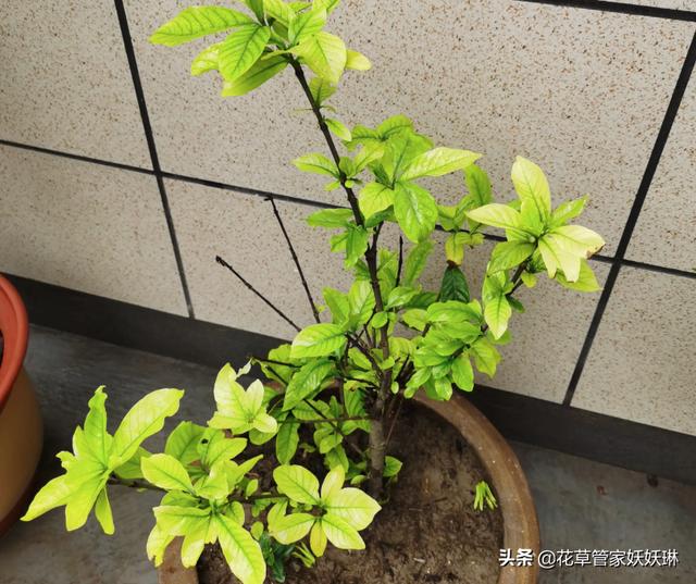 头条问答 养得植物总掉花苞 叶子泛白该怎么办 12个回答