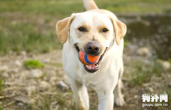 朵拉训练狗狗小游戏大全:可以跟狗狗玩的游戏有哪些？