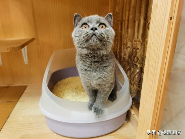 幼猫猫粮什么价:3个月大的英短幼猫吃什么猫粮好呢？
