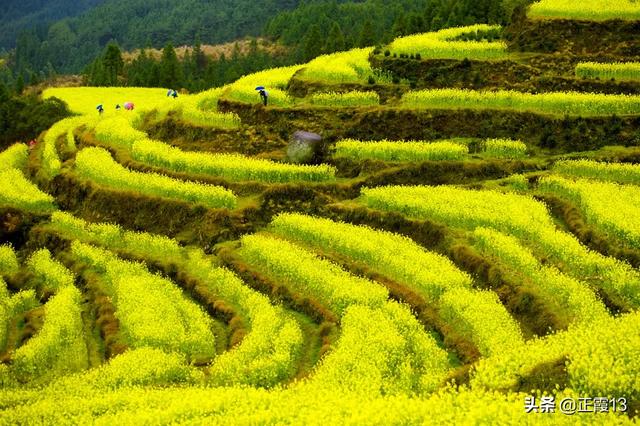 去哪里看油菜花(去哪里看油菜花最好看)