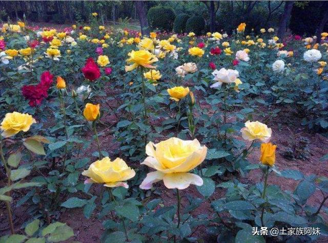 秋天月季花栽培方法如下:想在农村大面积种植月季花，应该怎样建园？种植管理方法有哪些？