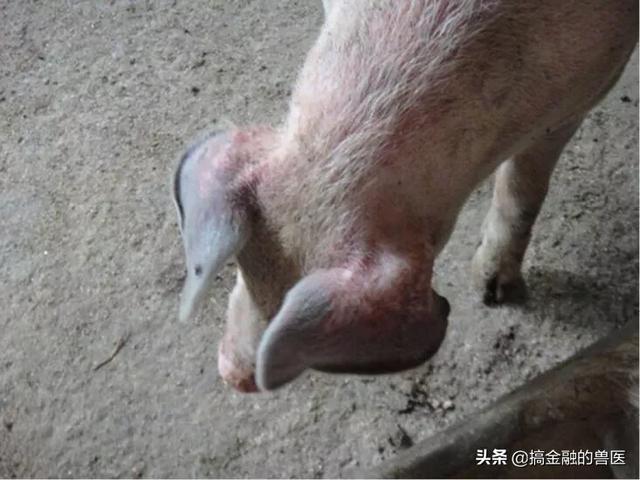 动物疫情测报终端:小猪发热死了去找人解剖说是猪瘟还有心肌炎怎么办？