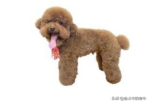 比熊宠物狗价格排名与图片:泰迪犬PK比熊犬，你更喜欢谁？
