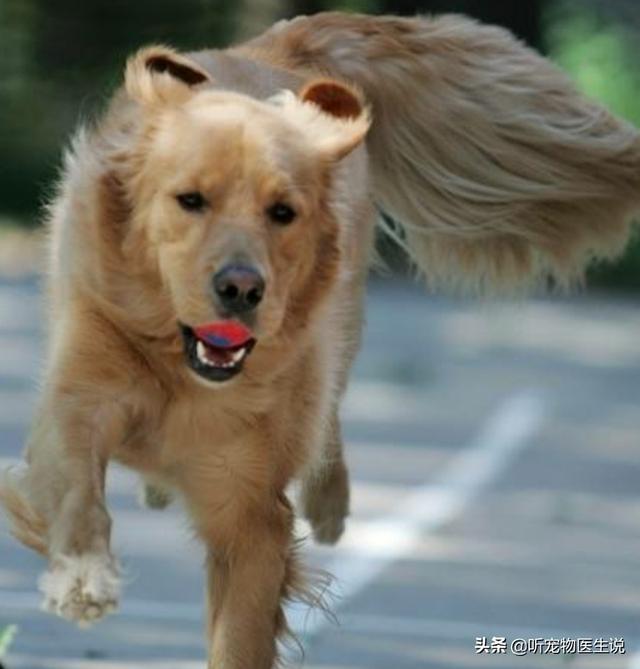 狗玩具:马犬四个月了把宠物球吃了不吃食怎么办？