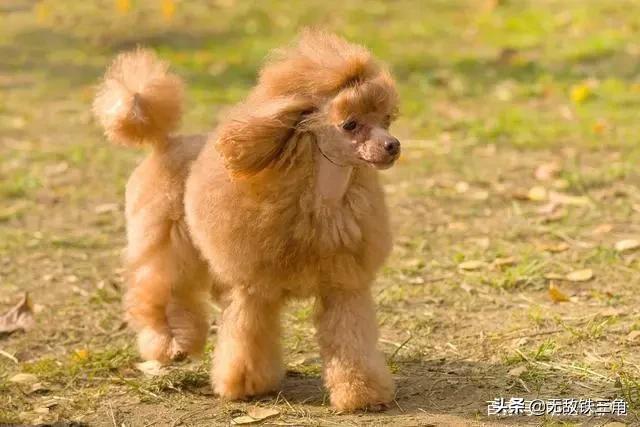 世界犬种智商排行图:世界排名前10种最聪明的犬是哪些？