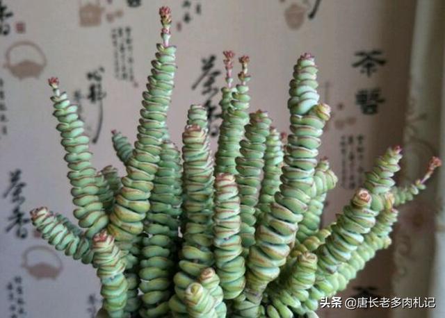 茜之塔开花后怎样处理:多肉植物钱串和茜之塔开花怎么处理？