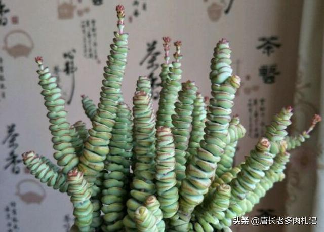 茜之塔 徒长:多肉植物钱串和茜之塔开花怎么处理？