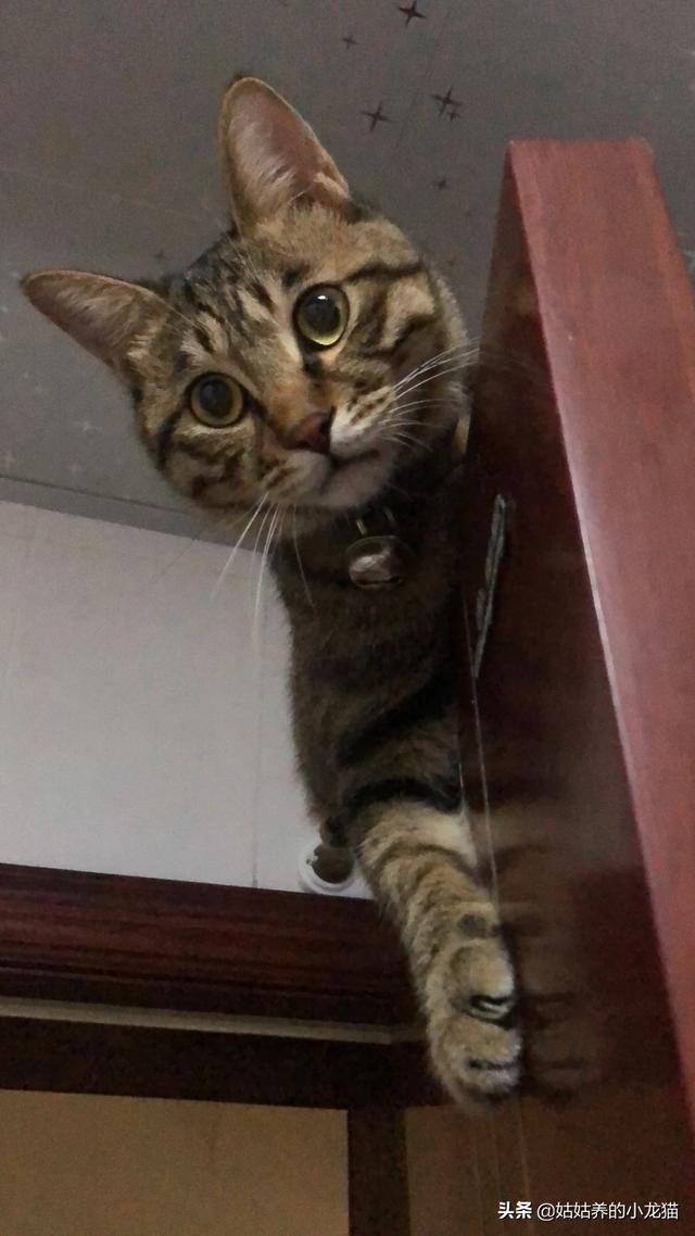 外国评价中国狸花猫:这是虎斑还是狸花猫，谢谢谢？ 外国狸花猫价格多少钱一只
