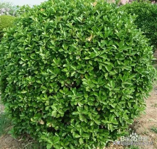 小叶南洋杉能抗低温吗:天津盆栽室外过冬好的品种有哪些？