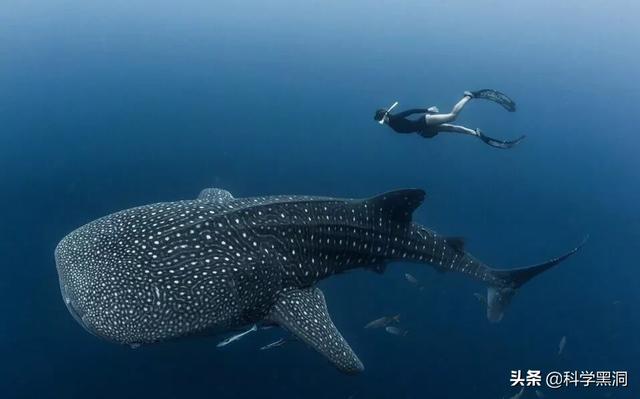 最大植物是雷曼将军树高83.8米,树木底部最大直径11.1米.