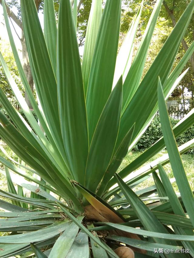 贾瑞为什么敢打王熙凤的主意？插图55