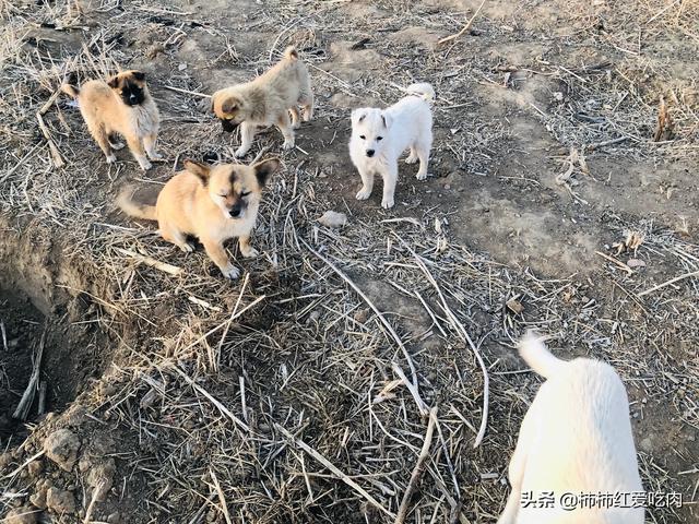 狂犬疫苗有效期:二次被狗咬伤后，狂犬疫苗有效吗？为什么？