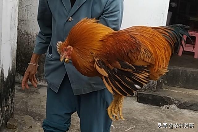 阉割公鸡是用人工阉割还是用机器？