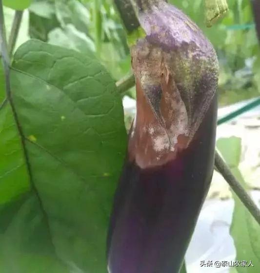 茄子腐烂怎么办？