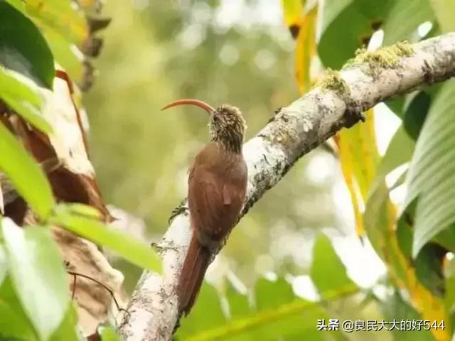 lao哥哥鸟叫图片:贵州威宁“龙吟”事件，是不是由于山谷的原因风声在作怪？